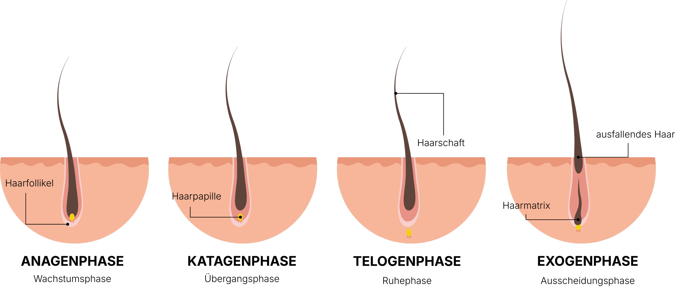 Wachstumsphase Haare - Dauerhafte Haarentfernung
